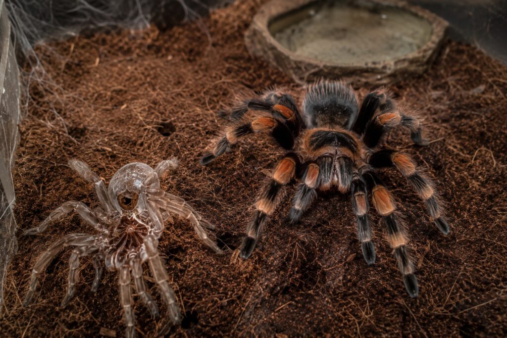 Freshly molted tarantula with pale soft coloring next to its discarded exoskeleton. tarantula molting