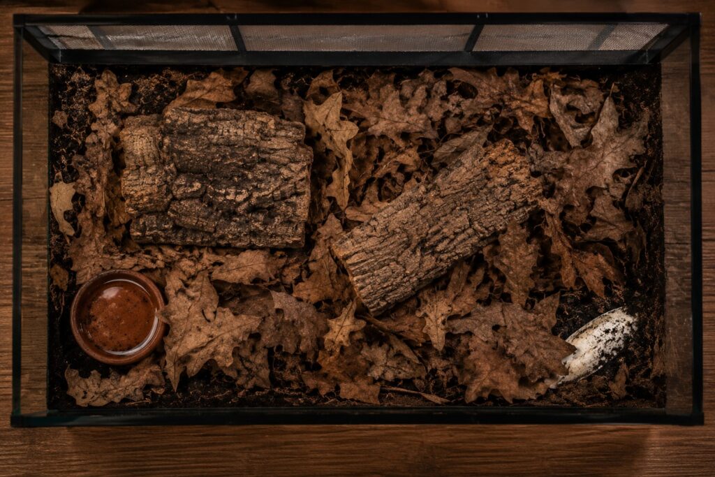 Giant African millipede enclosure with deep substrate, leaf litter, cork bark hides, and shallow water dish