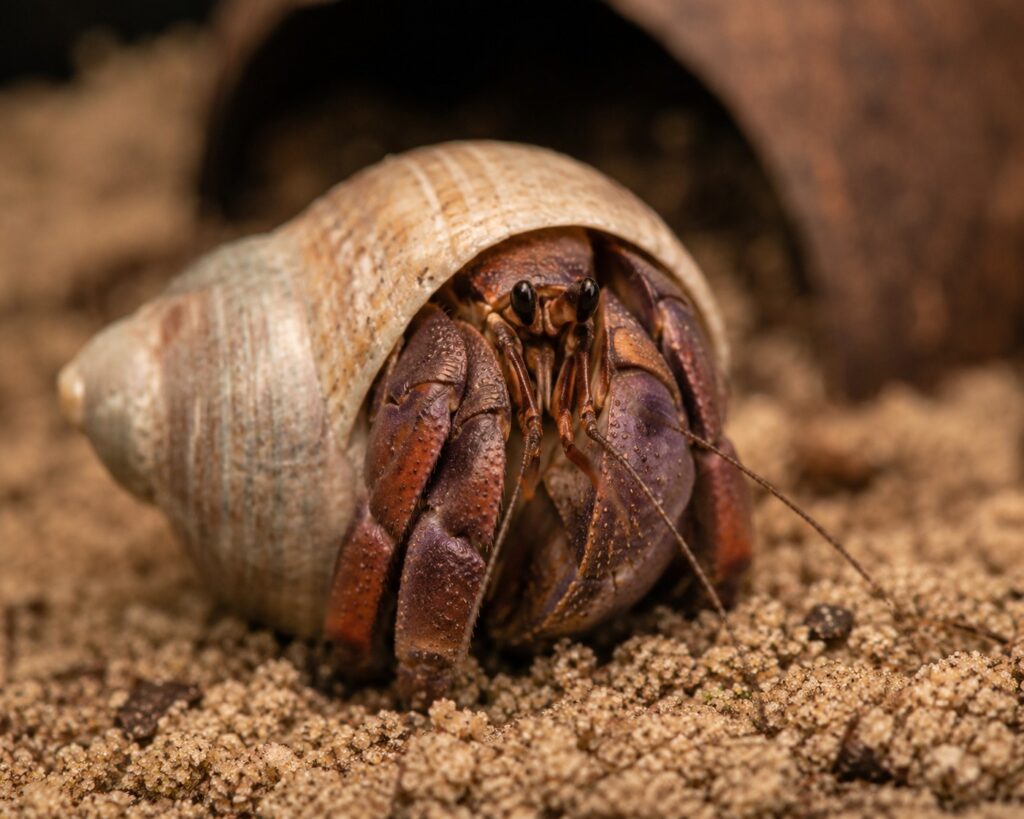 Purple Pincher hermit crab Coenobita clypeatus in a natural shell on sand substrate. hermit crab care