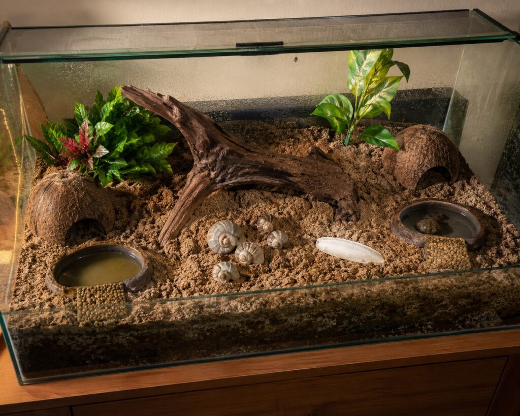 Hermit crab habitat setup with deep sand substrate, water pools, climbing branches, and coconut hides