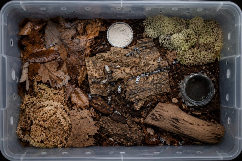 Isopod enclosure setup showing substrate layers, sphagnum moss, leaf litter, and cork bark hides