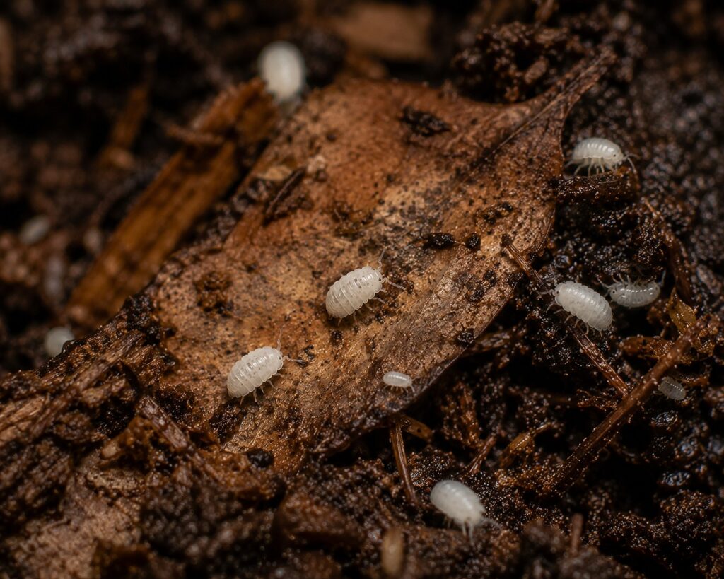 Dwarf white isopods Trichorhina tomentosa clustered on dark substrate showing tiny white oval bodies