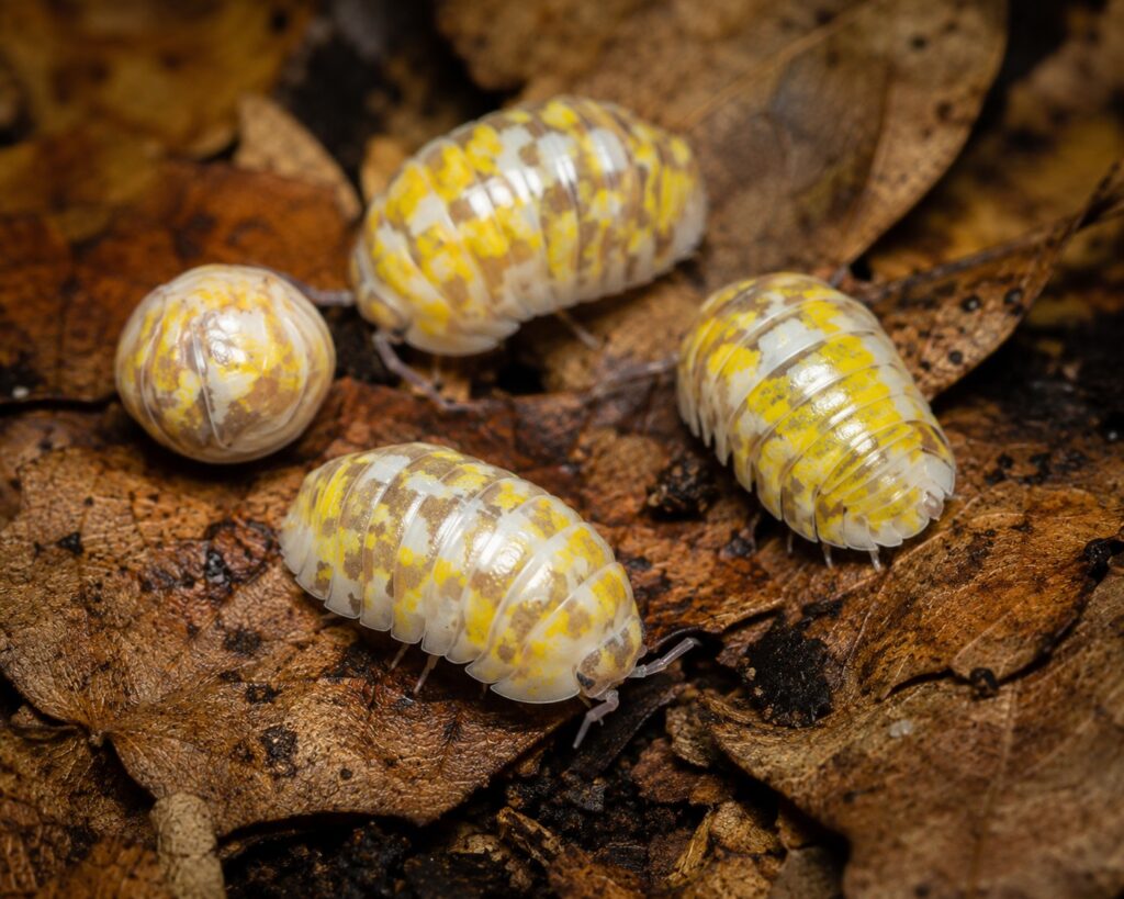 Magic potion isopods Armadillidium vulgare showing vibrant yellow and white mottled coloration on leaf litter