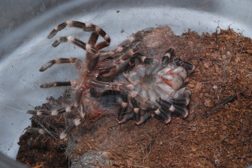 Tarantula mid-molt with old exoskeleton partially separated showing new pale body underneath