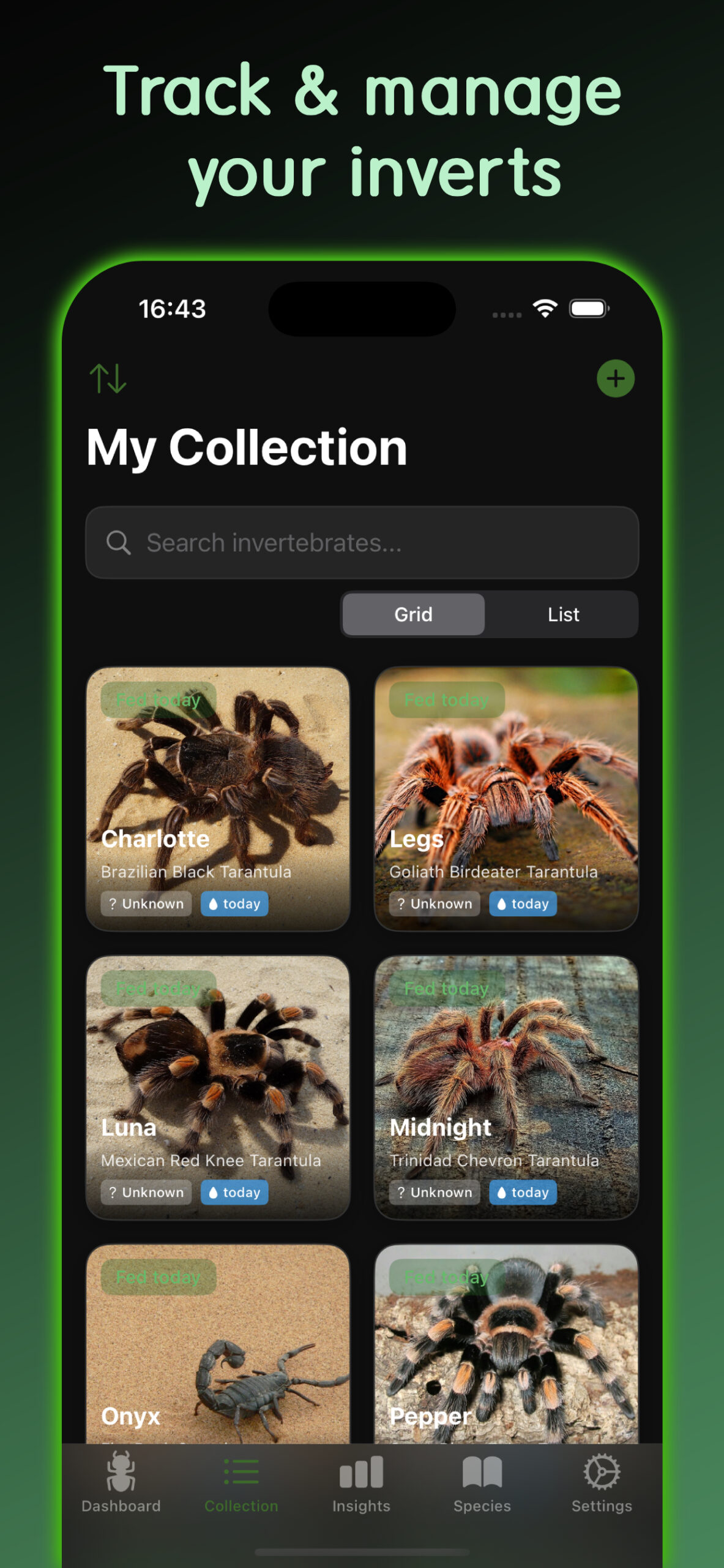 InvertMate collection view showing tarantulas in a grid layout