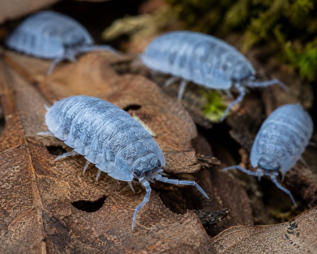Powder blue isopods showing their distinctive dusty blue-gray coloration on oak leaf litter