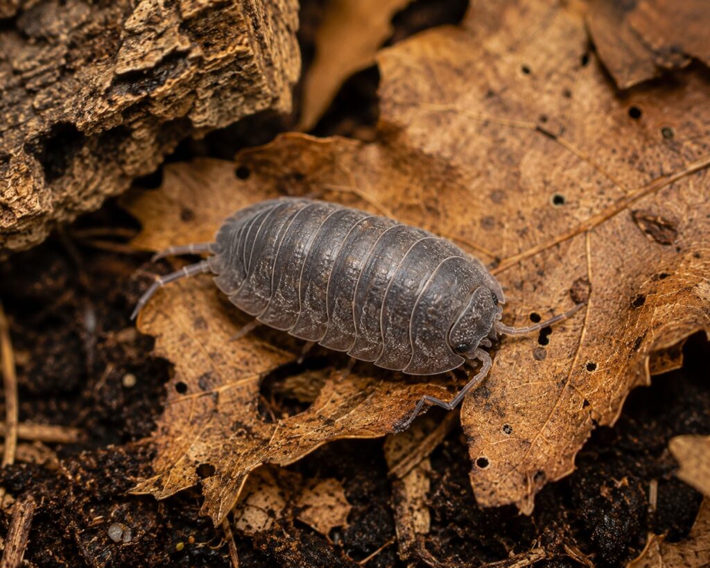 Adult isopod on leaf litter and bark showing mature size and coloration
