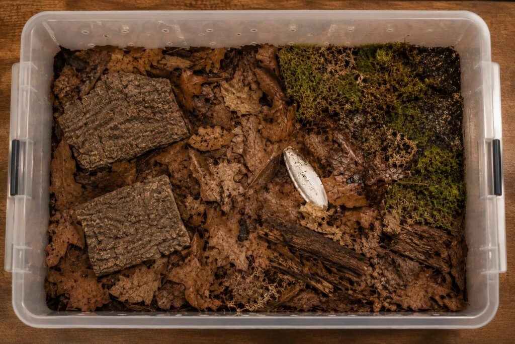 Isopod enclosure setup in a clear plastic bin with substrate layers, leaf litter, cork bark hides, sphagnum moss, and cuttlebone