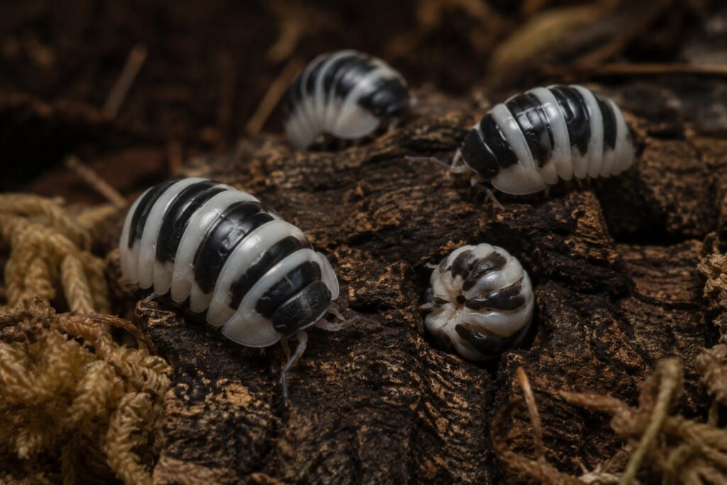 Panda king isopod Cubaris sp showing distinctive black and white coloration on cork bark