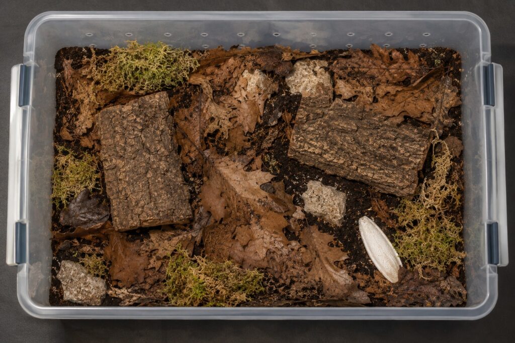 Panda king isopod enclosure with coconut coir substrate, sphagnum moss, limestone pieces, cork bark hides, and leaf litter