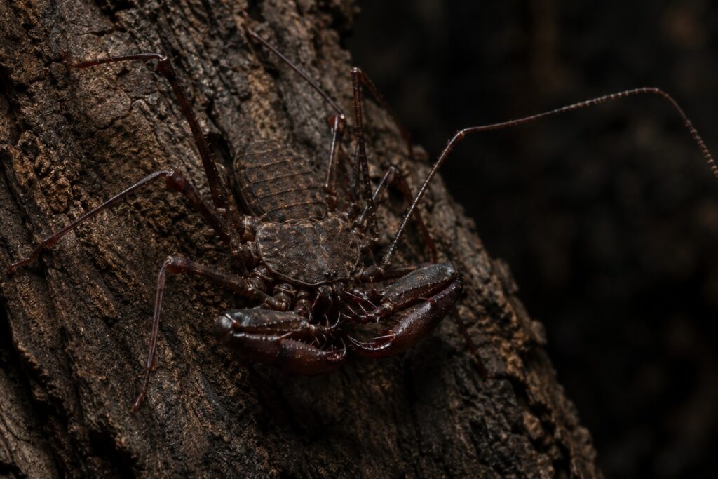 Tailless whip scorpion showing flattened body, raptorial pedipalps, and long whip-like front legs on cork bark