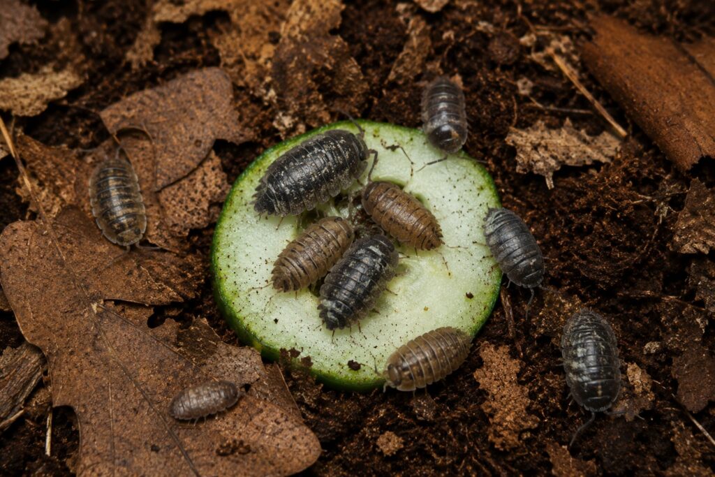 What do isopods eat - colony feeding on dried oak leaf litter and cucumber slice
