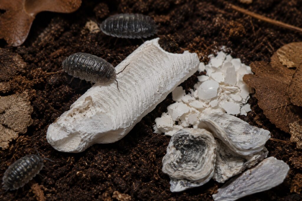 Pieces of cuttlebone and crushed eggshell as calcium sources for isopods on substrate