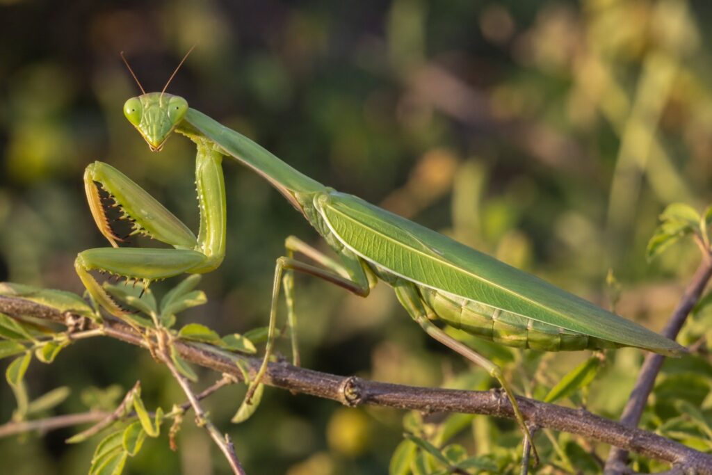 how long do praying mantis live, Adult praying mantis perched on a branch showing full body and wings in natural light