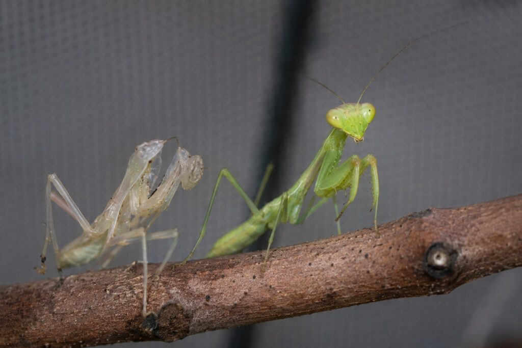 Praying mantis nymph next to shed exoskeleton after a successful molt