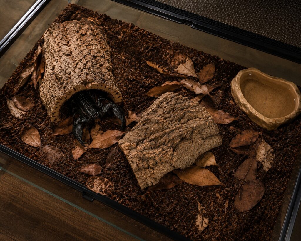 Asian forest scorpion inside a glass terrarium with coconut fiber substrate and cork bark hides