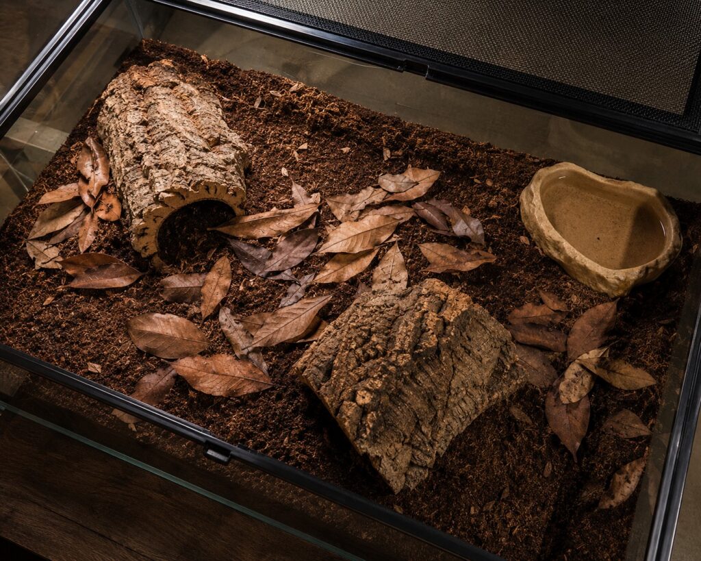 Asian forest scorpion enclosure setup with deep coconut fiber substrate, cork bark hides, and shallow water dish