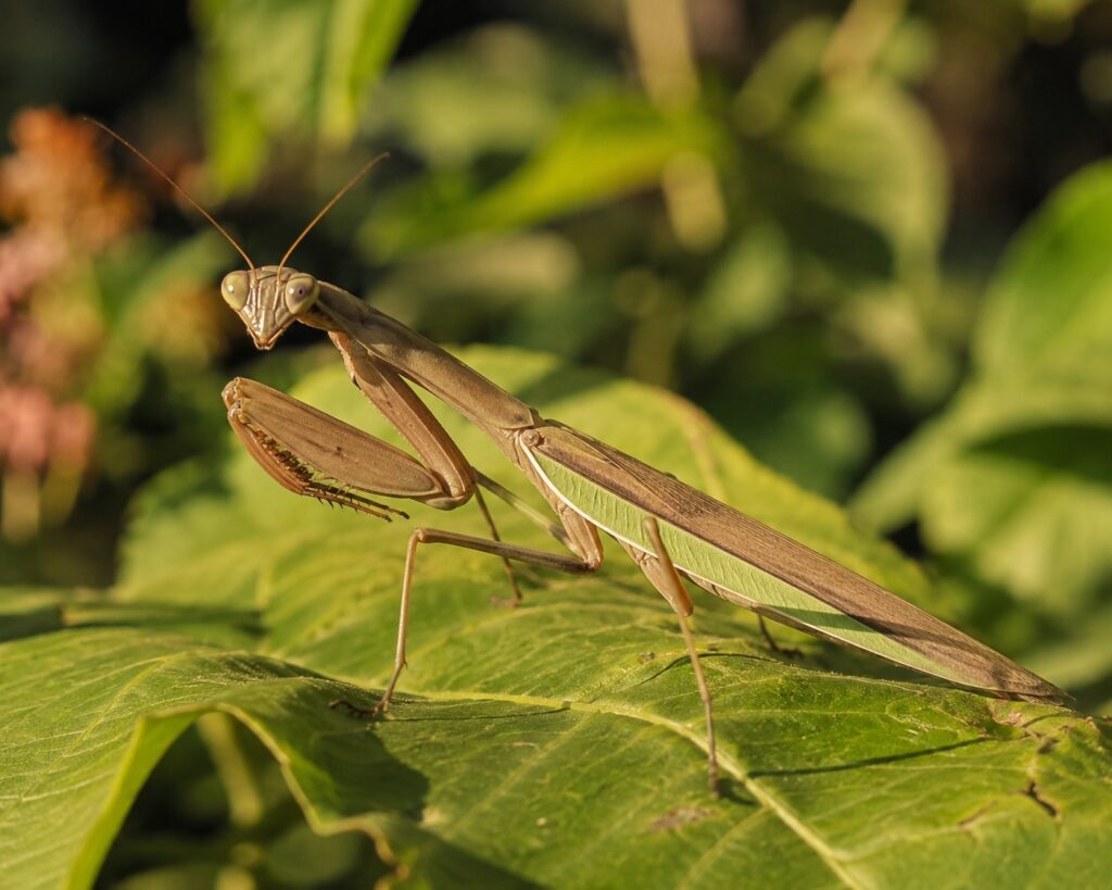 Chinese mantis Tenodera sinensis showing brown-green coloration and large size on a green leaf