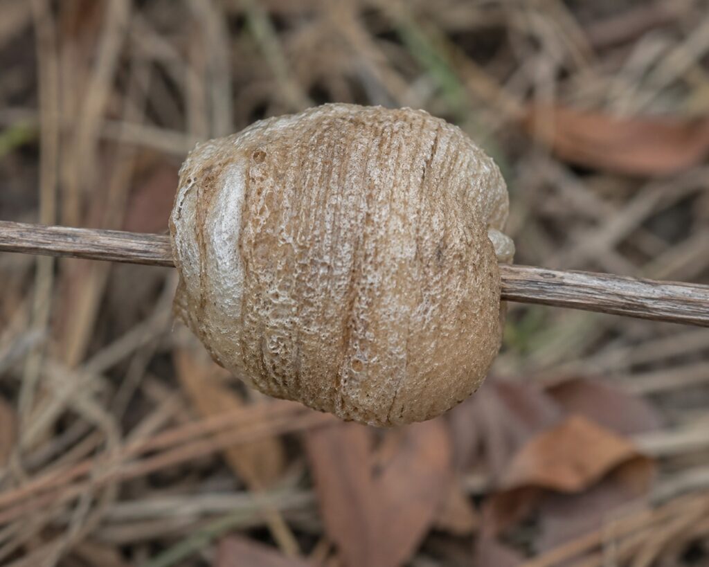 Chinese mantis ootheca egg case attached to a twig showing the foam-like protective casing