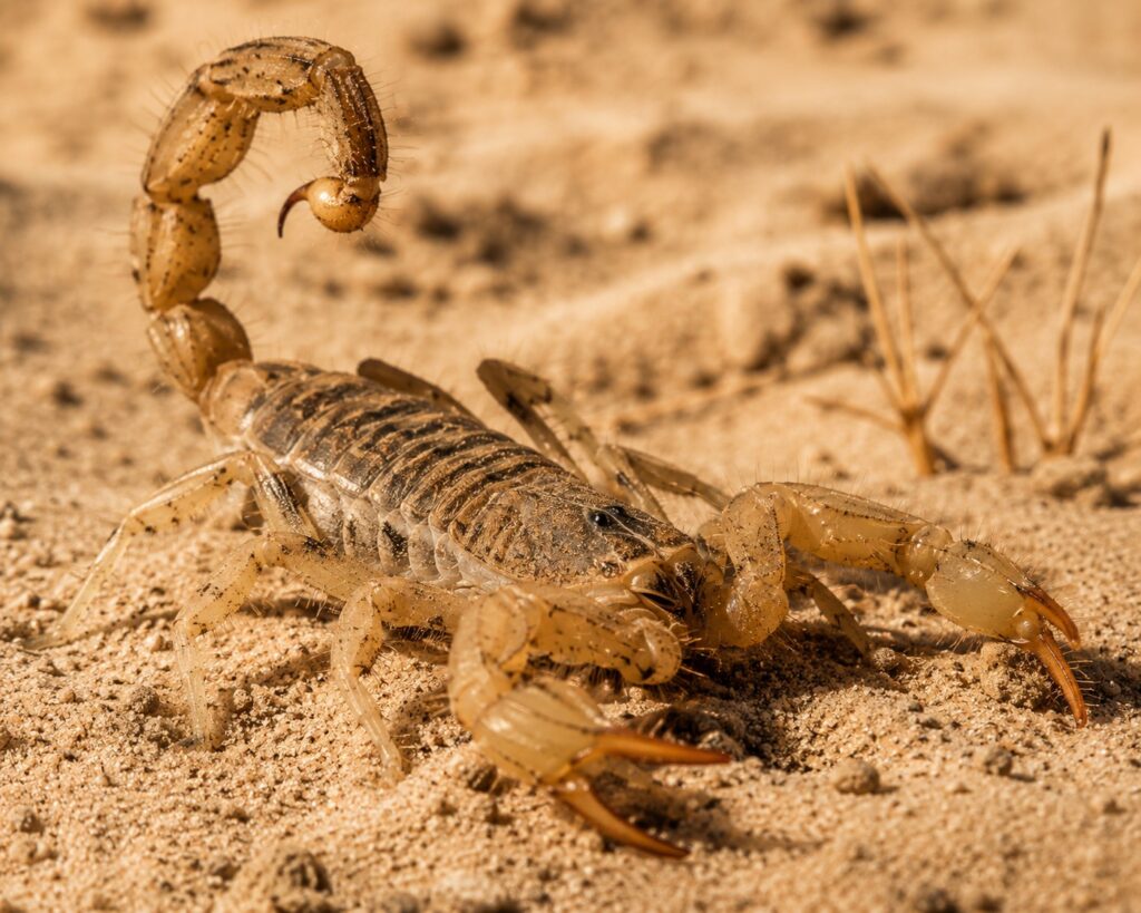 Desert hairy scorpion Hadrurus arizonensis showing pale yellow body, dark back, and dense sensory hairs on a sandy desert substrate