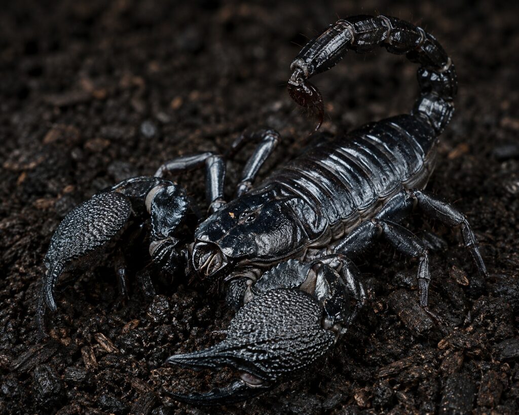 emperor scorpion care, Emperor scorpion Pandinus imperator showing glossy black body, large textured pedipalps, and curved tail on dark substrate
