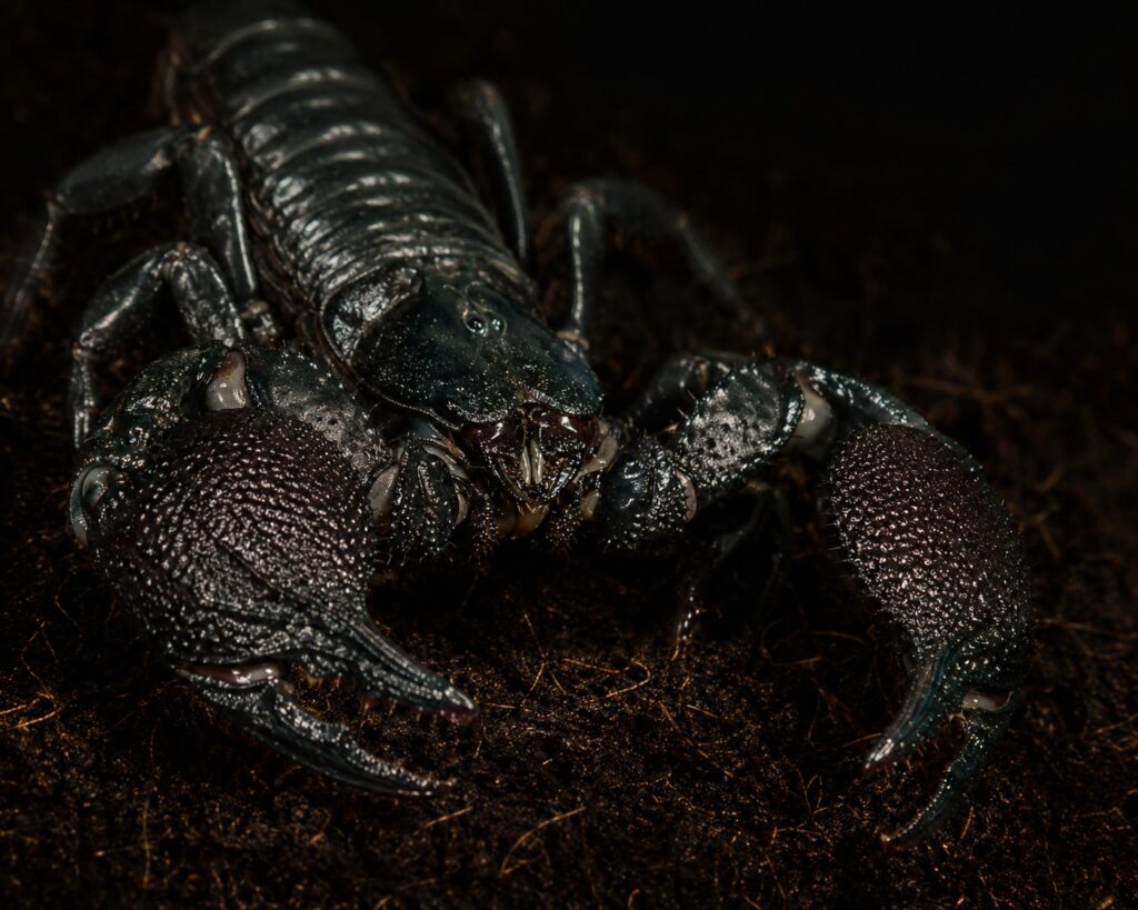 Emperor scorpion size, Large adult emperor scorpion with massive black pincers, showing the impressive size this species reaches at 6 to 8 inches