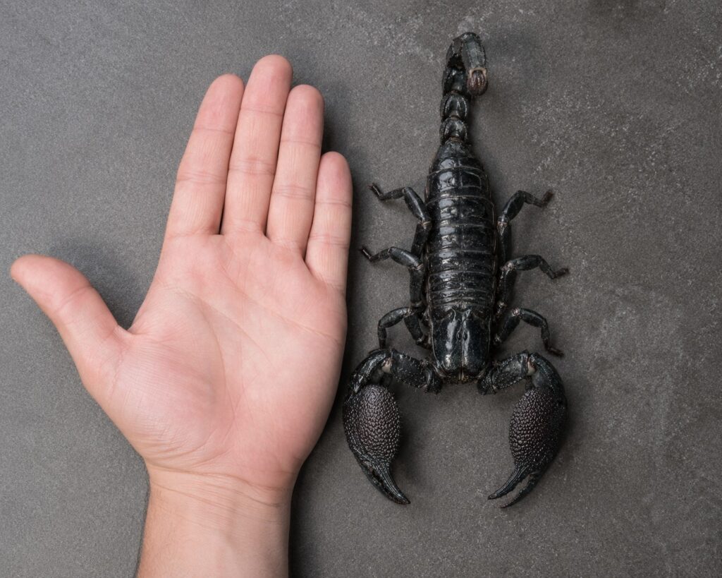 Emperor scorpion size comparison showing an adult against a hand for scale, illustrating its 8-inch length