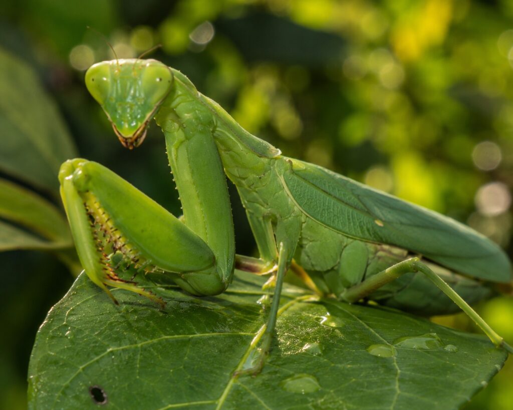 Giant African mantis Sphodromantis viridis bright green coloration on a branch showing large size and raptorial forelegs