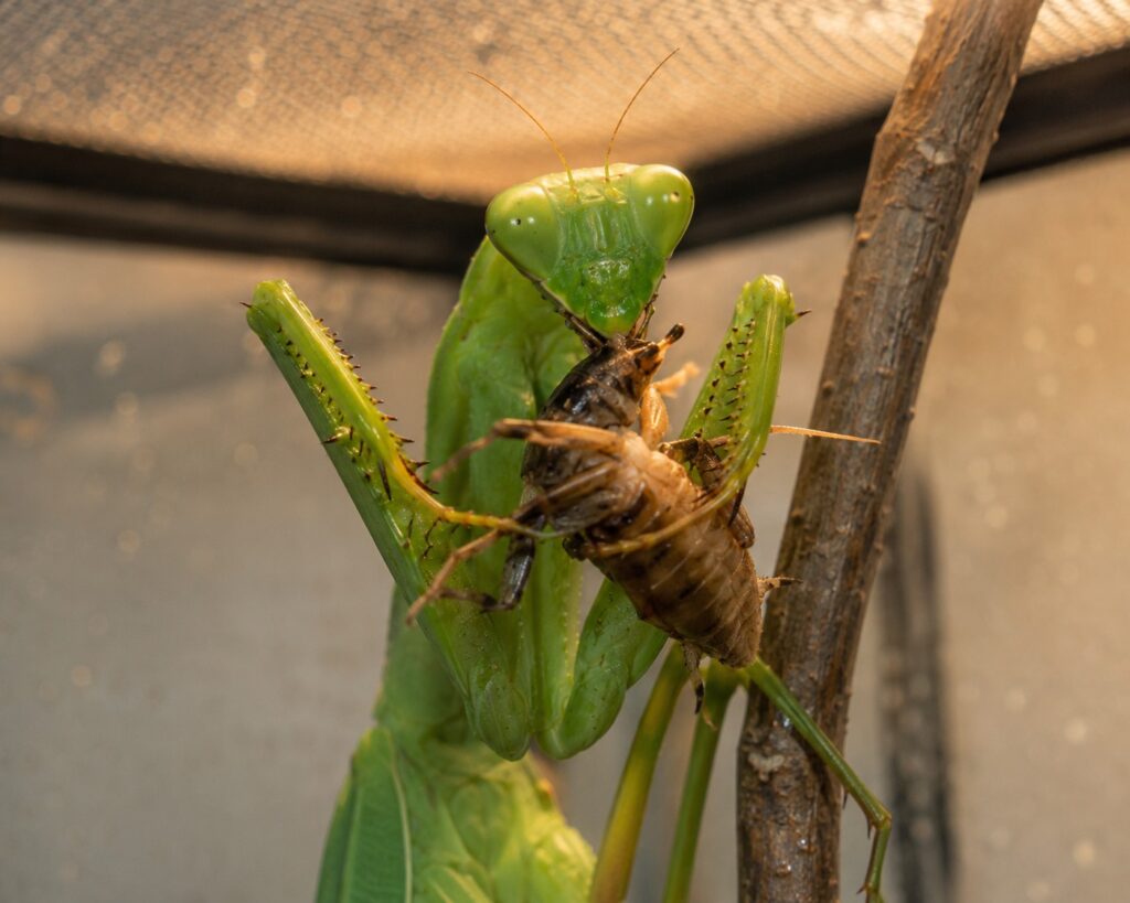 Giant African mantis catching and eating a cricket showing voracious feeding behavior