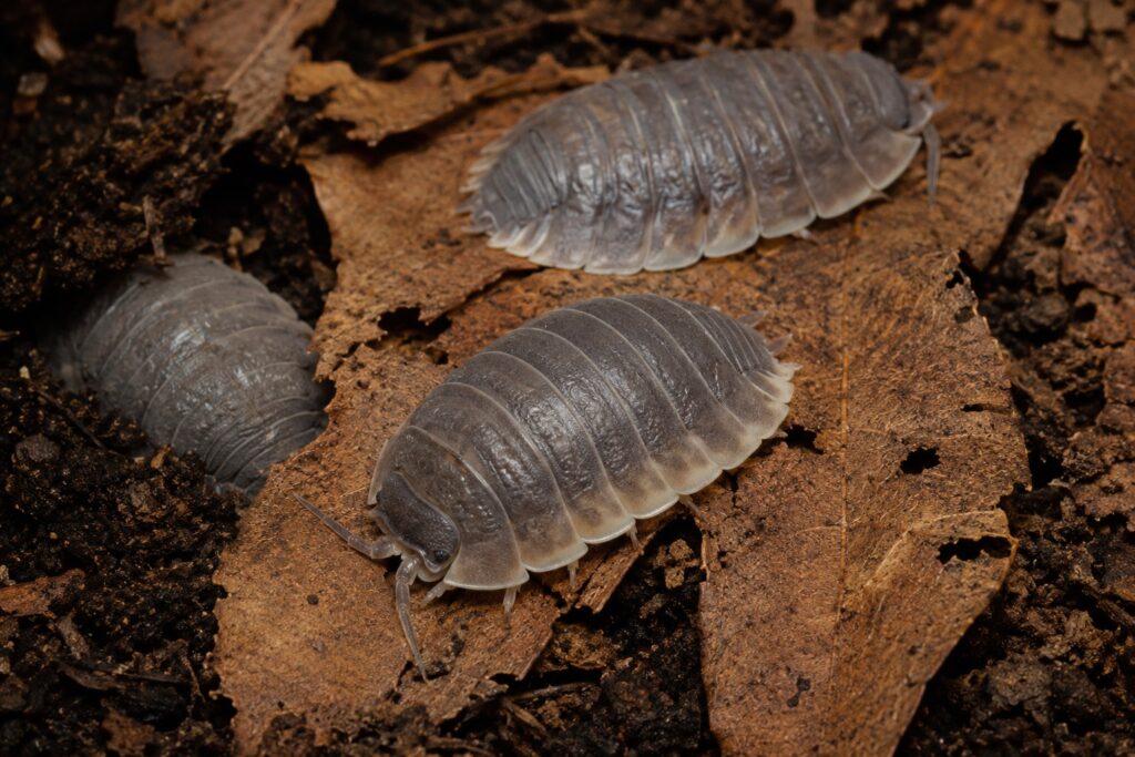 Giant canyon isopods Porcellio dilatatus showing large gray body with pale edges on leaf litter