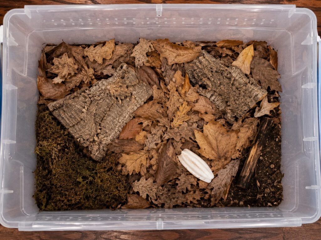 Giant canyon isopods enclosure with deep substrate, leaf litter, cork bark hides, and moisture gradient