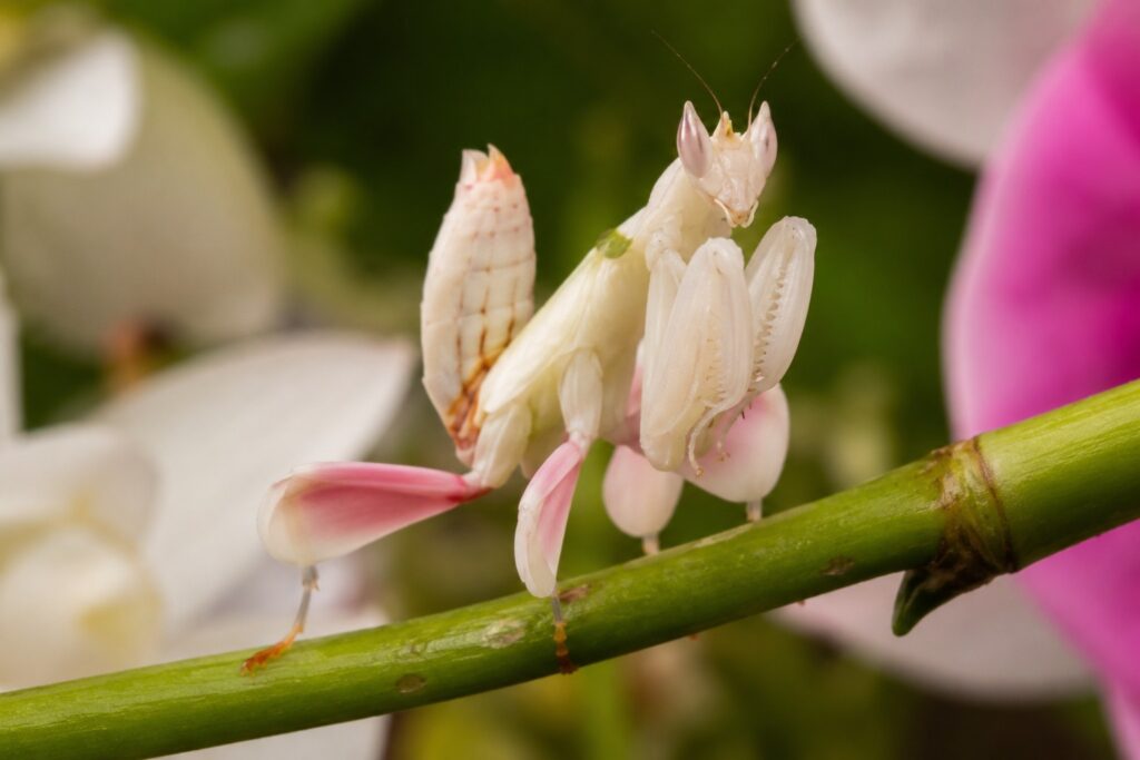orchid mantis care, Orchid mantis Hymenopus coronatus showing white and pink flower petal camouflage on a branch