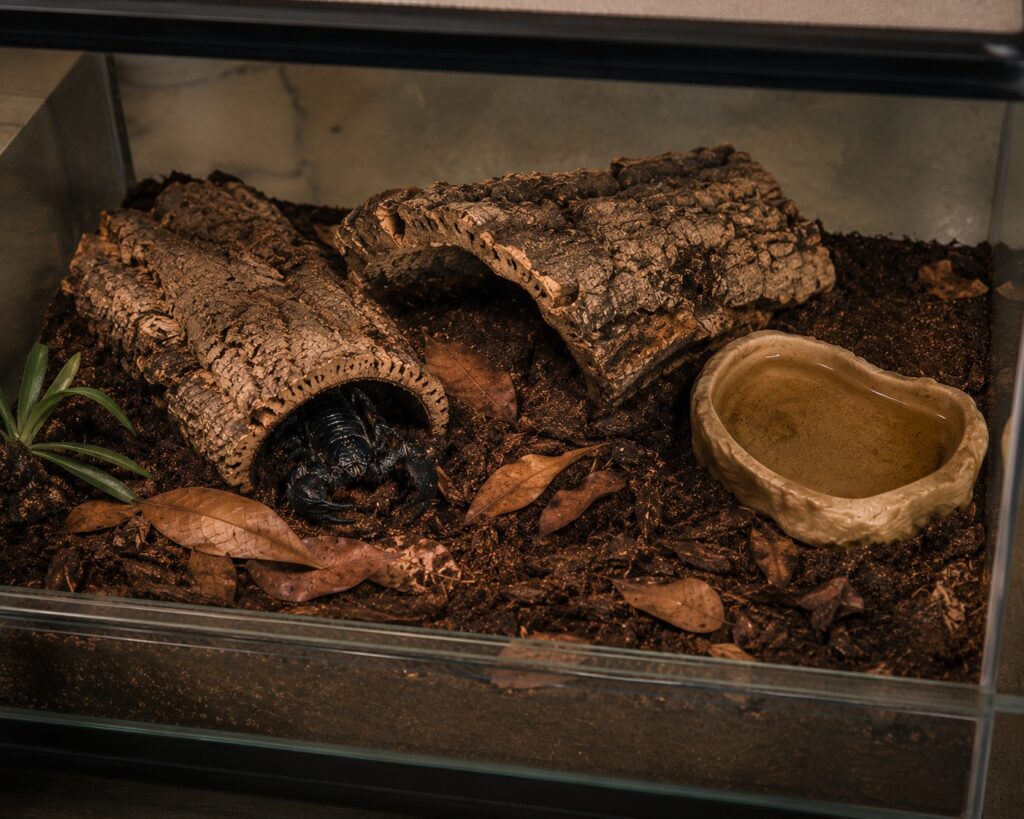 Pet scorpion in a clean naturalistic terrarium setup, proper husbandry extends scorpion lifespan