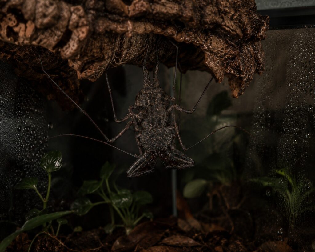 Tailless whip scorpion hanging upside down from cork bark during a molt, the key growth process in its life cycle