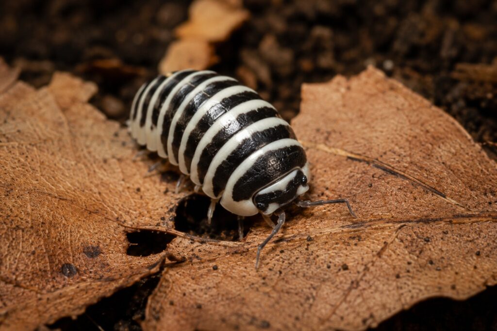 Colorful isopod species on leaf litter showcasing the variety of types of isopods available as pets