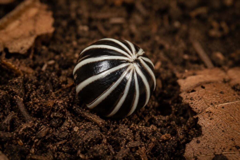 Armadillidium maculatum zebra isopod showing black and white striped pattern on cork bark