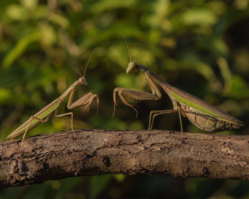 Male and female praying mantis facing each other on a branch showing the size difference between sexes