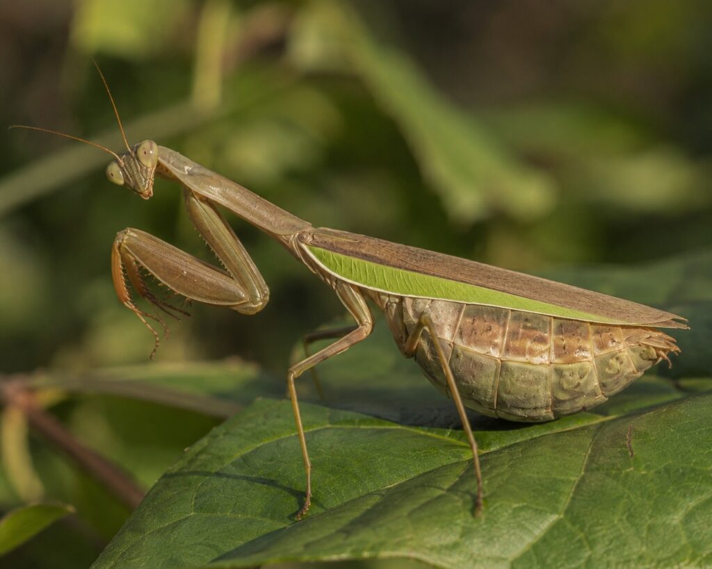 why do female praying mantis eat the male, Female praying mantis with a swollen abdomen full of developing eggs perched on a leaf