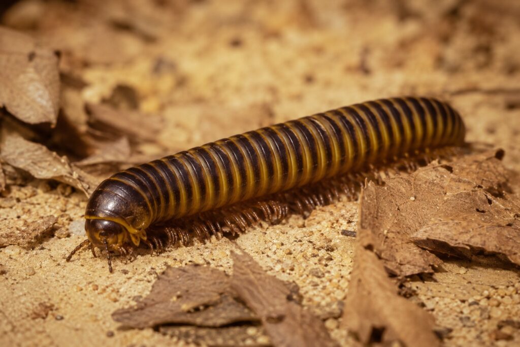 Desert millipede Orthoporus ornatus showing golden yellow and dark brown banded segments on arid sandy substrate