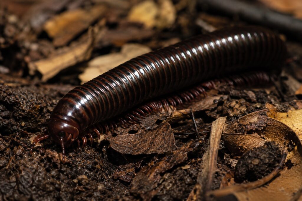 how long do millipedes live, Adult giant African millipede on dark substrate and leaf litter, a long-lived species that can reach 10 years in captivity