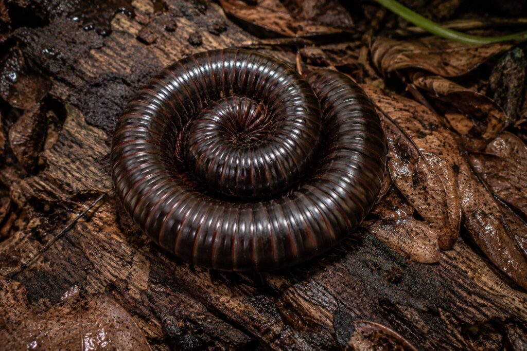 Giant African millipede coiled on decaying hardwood, showing the segmented body that grows with each molt