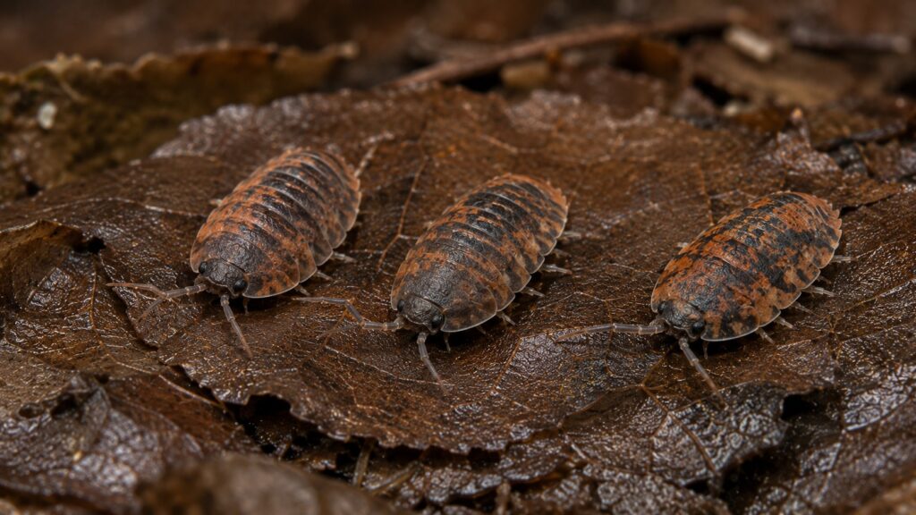 Lava isopods showing mottled orange and charcoal pattern on dark leaf litter