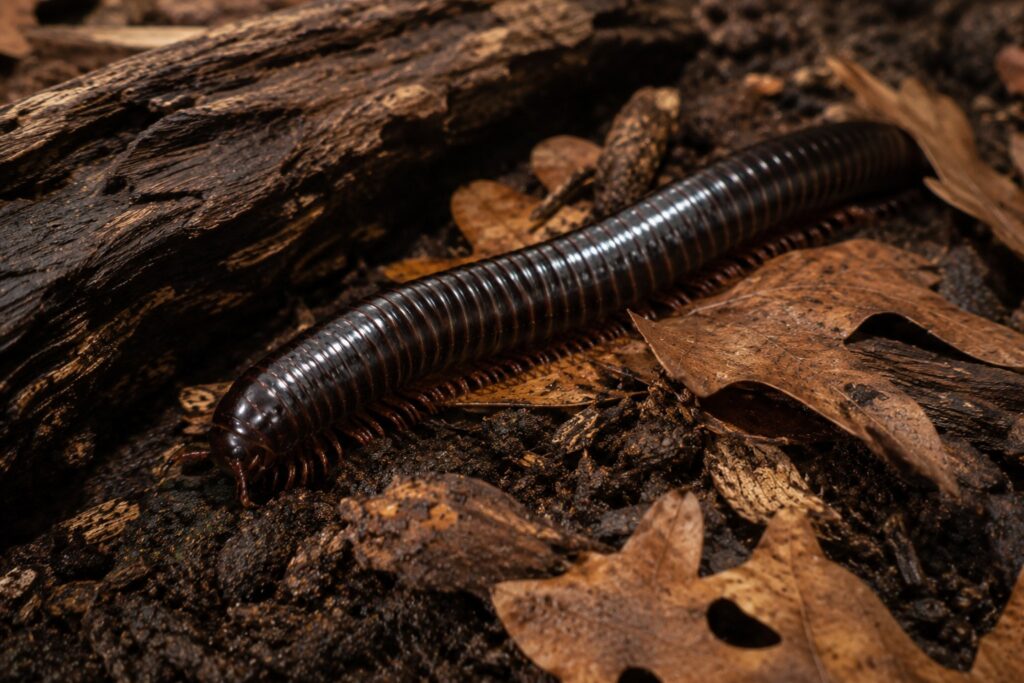 millipede care, Pet millipede crawling across deep organic substrate topped with oak leaf litter in a well-maintained enclosure
