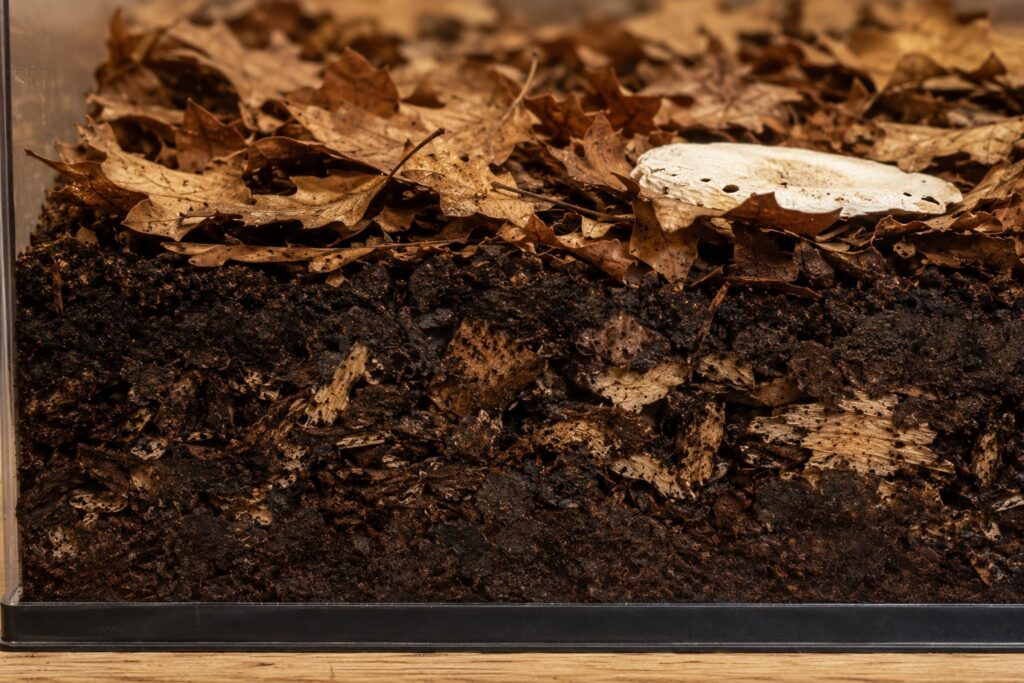 Millipede substrate mix showing organic topsoil, crumbling decayed hardwood, and oak leaf litter layered in an enclosure