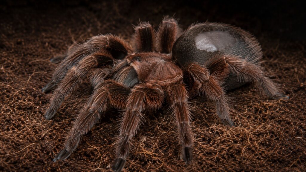 old world vs new world tarantulas, New World tarantula showing a bald patch on the abdomen where urticating setae were kicked