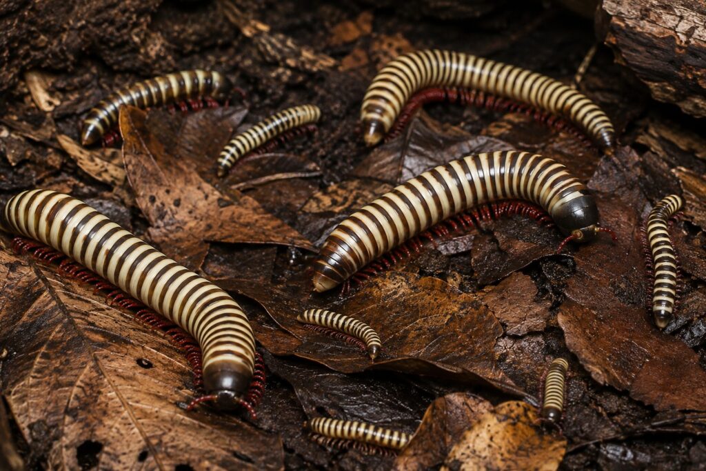 bumblebee millipede, Bumblebee millipede colony with adults and smaller juveniles in leaf litter