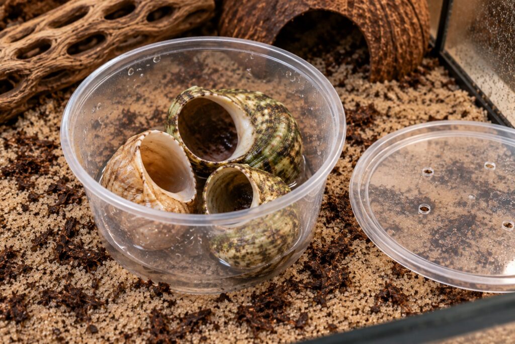cup method setup with rinsed spare shells for a naked hermit crab