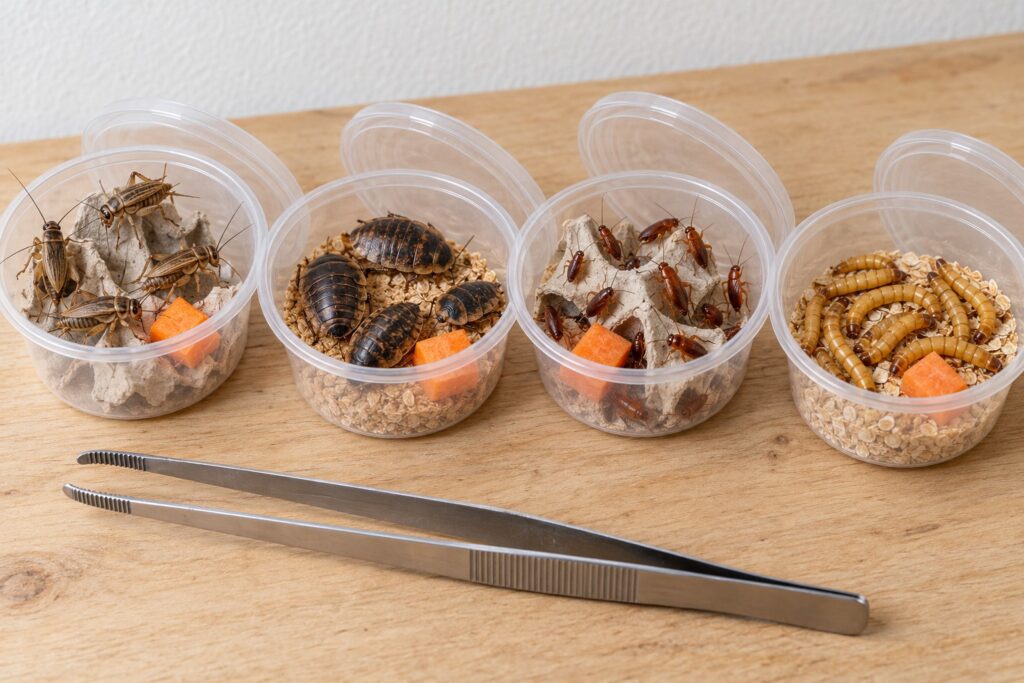 tarantula food options: crickets, dubia roaches, red runners and mealworms in feeder cups